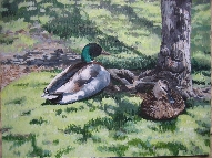 mallards resting in the park in Simcoe
