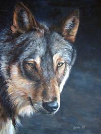 wolf portrait
