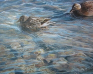 Ducks from Simcoe's waters.