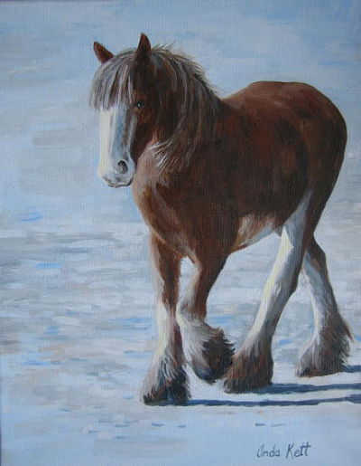 clydesdale, horse