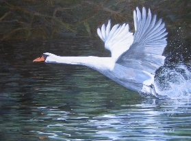 Mute swan.  Thanks to Phil Gould for the reference photo.