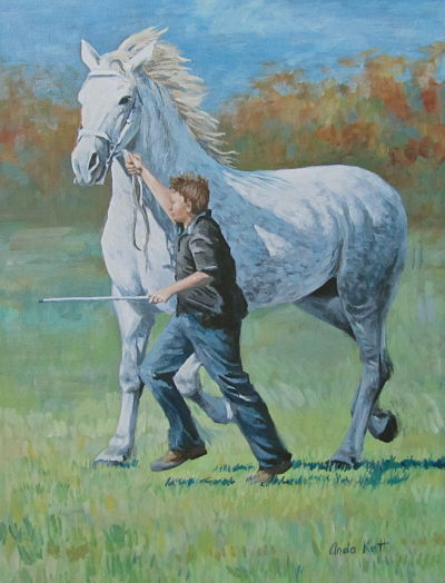 Percheron, horse portrait