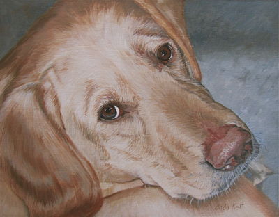 labrador, commission