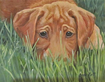 dog portrait, labrador, puppy