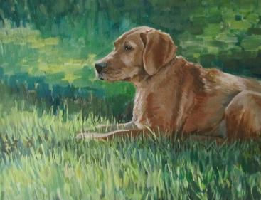 dog portrait, labrador,